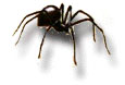 spider_blackwidow